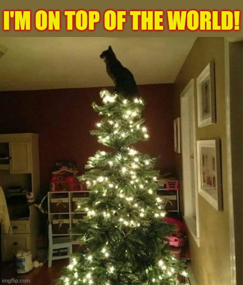 Waiting for Santa | I'M ON TOP OF THE WORLD! | image tagged in christmas tree,cat,santa,watching,cat memes,christmas memes | made w/ Imgflip meme maker