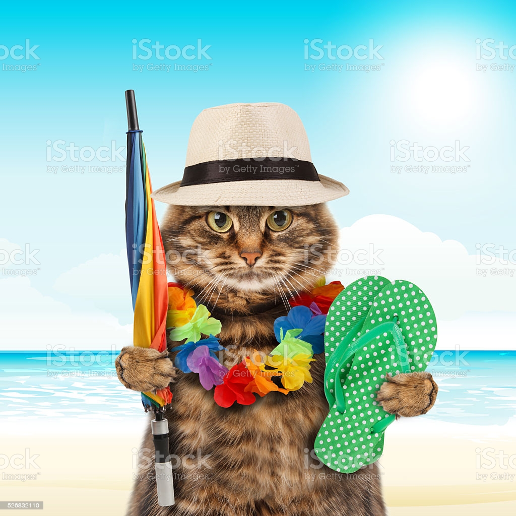 Cat Vacations Blank Meme Template