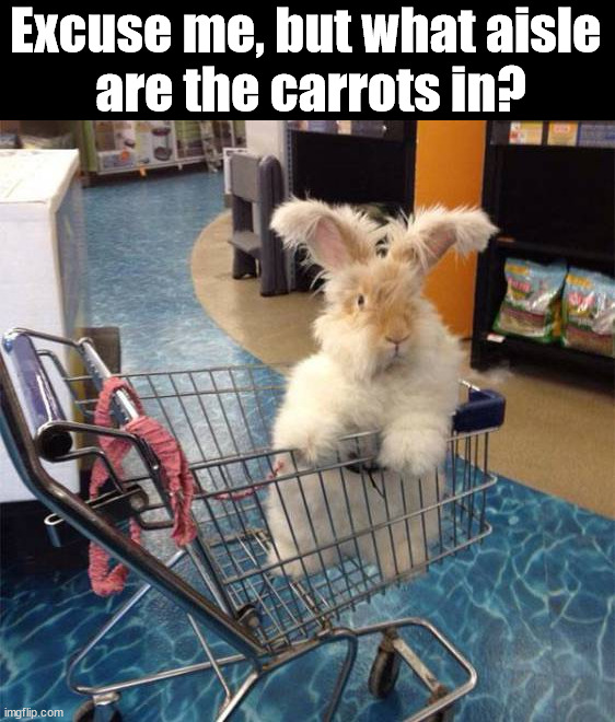  Excuse me, but what aisle 
are the carrots in? | image tagged in bunnies | made w/ Imgflip meme maker