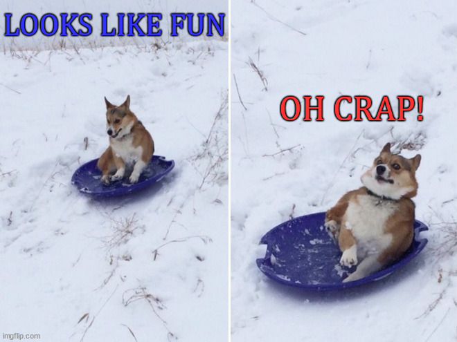 LOOKS LIKE FUN; OH CRAP! | image tagged in dogs | made w/ Imgflip meme maker