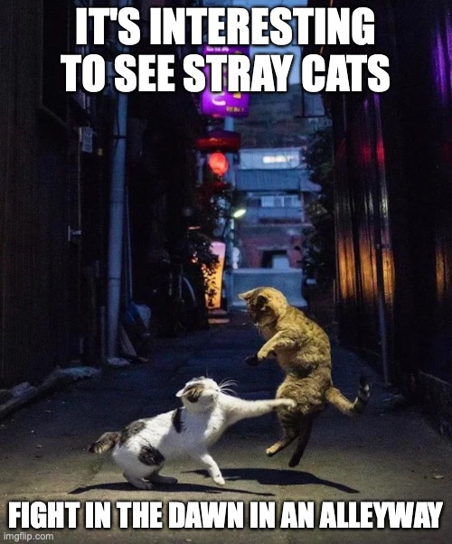 Cats in an Alleyway in the Dawn | IT'S INTERESTING TO SEE STRAY CATS; FIGHT IN THE DAWN IN AN ALLEYWAY | image tagged in memes,cats | made w/ Imgflip meme maker
