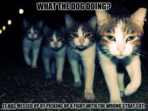 Wrong Neighboorhood Cats Meme | WHAT THE DOG DOING? IT HAS MESSED UP BY PICKING UP A FIGHT WITH THE WRONG STRAY CAT. | image tagged in memes,kitten,gang | made w/ Imgflip meme maker