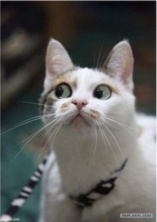 Shady Cat | image tagged in shady cat | made w/ Imgflip meme maker