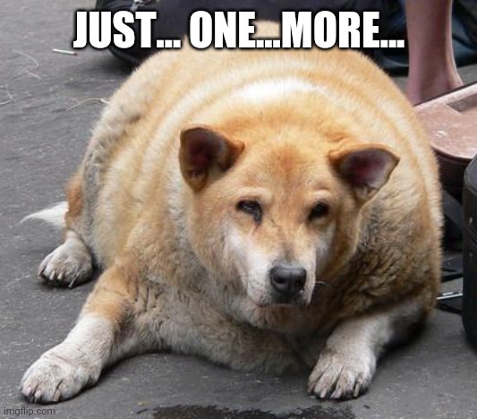 fat dog | JUST... ONE...MORE... | image tagged in fat dog | made w/ Imgflip meme maker