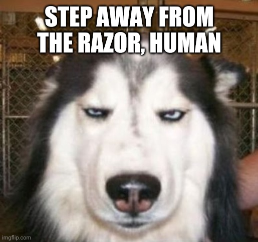 No kidding Dog | STEP AWAY FROM THE RAZOR, HUMAN | image tagged in no kidding dog | made w/ Imgflip meme maker