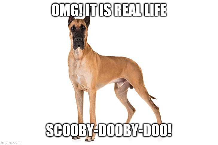 scooby-dooby-doo! | OMG! IT IS REAL LIFE; SCOOBY-DOOBY-DOO! | image tagged in scooby doo,great dane,dog | made w/ Imgflip meme maker