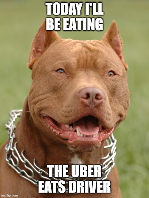 dogs got needs too |  TODAY I'LL BE EATING; THE UBER EATS DRIVER | image tagged in pitbull,uber,uber eats | made w/ Imgflip meme maker