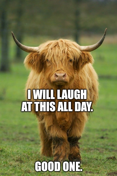 Highland Cow | I WILL LAUGH AT THIS ALL DAY. GOOD ONE. | image tagged in highland cow | made w/ Imgflip meme maker