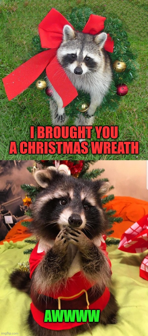 THANK YOU |  I BROUGHT YOU A CHRISTMAS WREATH; AWWWW | image tagged in raccoon,christmas | made w/ Imgflip meme maker