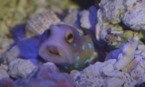 High Quality Blue Spotted Jawfish Blank Meme Template