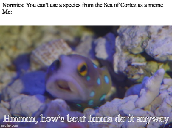 Blue Spotted Jawfish | Normies: You can't use a species from the Sea of Cortez as a meme
Me:; Hmmm, how's bout Imma do it anyway | image tagged in blue spotted jawfish | made w/ Imgflip meme maker