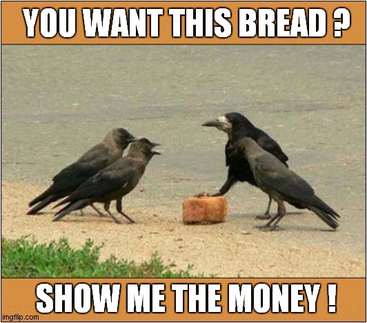 Crow Vs Jackdaws ! |  YOU WANT THIS BREAD ? SHOW ME THE MONEY ! | image tagged in crow,jackdaw,show me the money | made w/ Imgflip meme maker