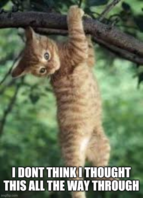 Cat hanging from tree | I DONT THINK I THOUGHT THIS ALL THE WAY THROUGH | image tagged in cat hanging from tree | made w/ Imgflip meme maker