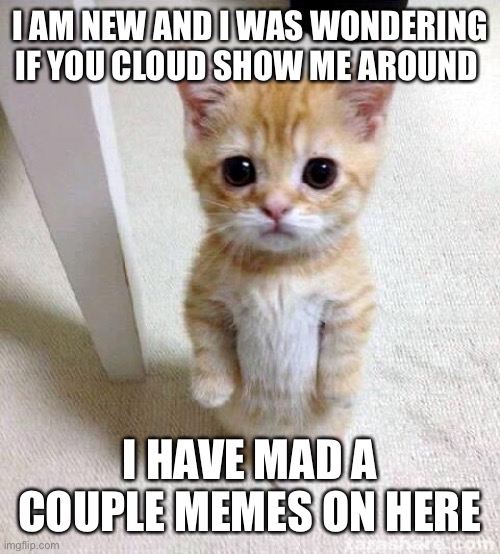 Cute Cat | I AM NEW AND I WAS WONDERING IF YOU CLOUD SHOW ME AROUND; I HAVE MAD A COUPLE MEMES ON HERE | image tagged in memes,cute cat | made w/ Imgflip meme maker