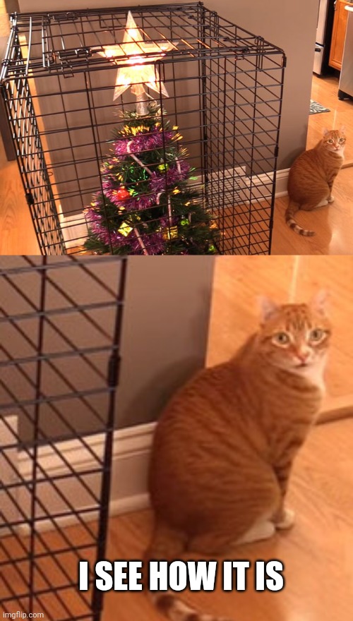 NOT LETTING THAT KITTY TOUCH THE TREE | I SEE HOW IT IS | image tagged in cats,funny cats,christmas tree | made w/ Imgflip meme maker