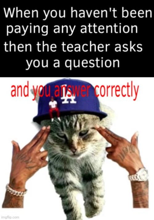 Smart cat | image tagged in memes,funny meme | made w/ Imgflip meme maker