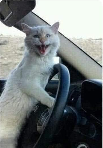 CRAZY CAT DRIVES CAR, LAUGHING CAT IN CAR Blank Meme Template