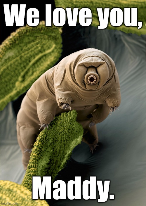 I'm a Tardigrade. I can survive 30 years without food & water. | We love you, Maddy. | image tagged in i'm a tardigrade i can survive 30 years without food water | made w/ Imgflip meme maker