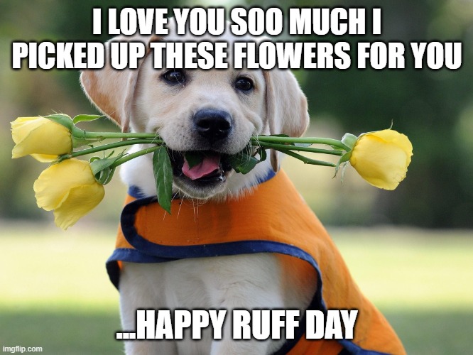 Cute puppy | I LOVE YOU S0O MUCH I PICKED UP THESE FLOWERS FOR YOU; ...HAPPY RUFF DAY | image tagged in cute dog | made w/ Imgflip meme maker
