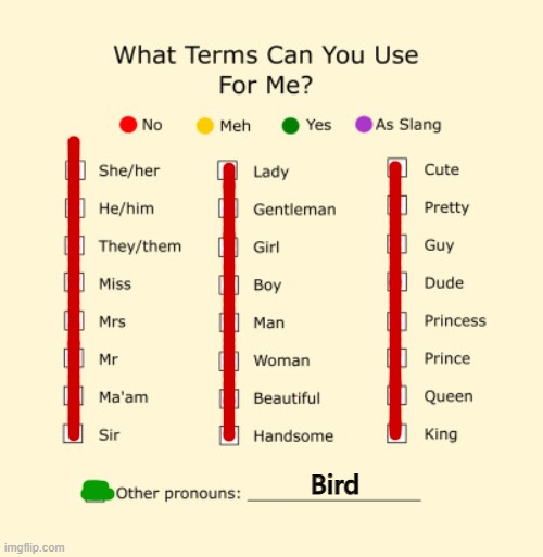 Bird | Bird | image tagged in pronouns sheet | made w/ Imgflip meme maker
