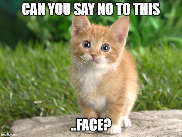 cute cat | CAN YOU SAY NO TO THIS; ..FACE? | image tagged in cute cats | made w/ Imgflip meme maker