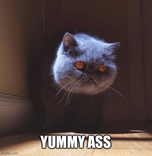 Floating Cat Head | YUMMY ASS | image tagged in floating cat head | made w/ Imgflip meme maker