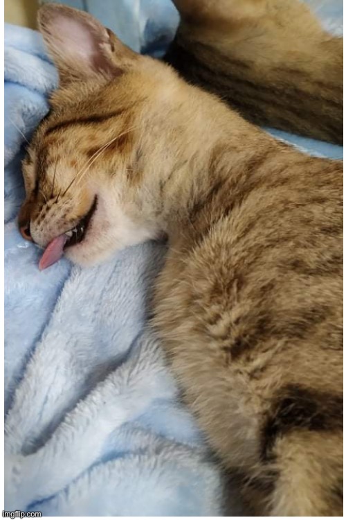 my second cat xD | image tagged in blank white template,cute,wholesome,funny | made w/ Imgflip meme maker