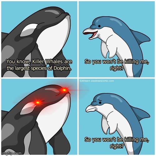 Dolphin Problems | image tagged in dolphin,killer whale,free,meat | made w/ Imgflip meme maker