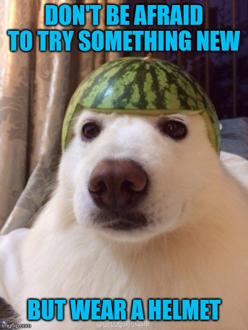 My new favorite saying | DON'T BE AFRAID TO TRY SOMETHING NEW; BUT WEAR A HELMET | image tagged in dog helmet | made w/ Imgflip meme maker