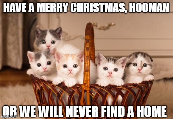 Have a Merry Christmas | HAVE A MERRY CHRISTMAS, HOOMAN; OR WE WILL NEVER FIND A HOME | image tagged in kittens,or else,merry christmas | made w/ Imgflip meme maker