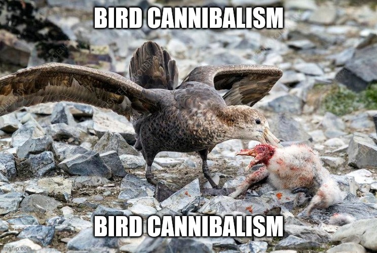 Fucking bird cannibalism | BIRD CANNIBALISM; BIRD CANNIBALISM | made w/ Imgflip meme maker