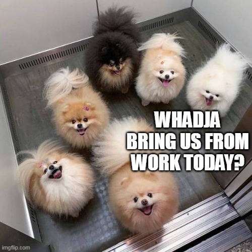 WHADJA BRING US FROM WORK TODAY? | image tagged in meme,memes,dogs | made w/ Imgflip meme maker