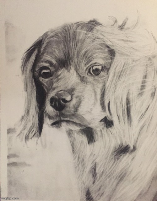 2h dog drawing with charcoal pencils | image tagged in drawing,drawings | made w/ Imgflip meme maker