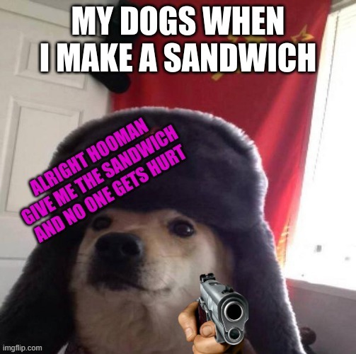 the sussy soviet doggo | image tagged in dog | made w/ Imgflip meme maker