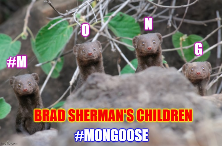 Mongoose children | N; O; G; #M; BRAD SHERMAN'S CHILDREN; #MONGOOSE | image tagged in mongoose | made w/ Imgflip meme maker