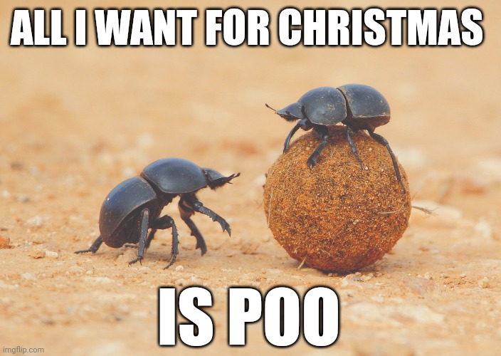 Dung beetle Christmas romance | ALL I WANT FOR CHRISTMAS; IS POO | image tagged in memes | made w/ Imgflip meme maker