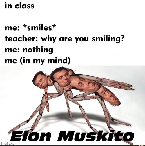 Elon Muskito | image tagged in elon musk | made w/ Imgflip meme maker