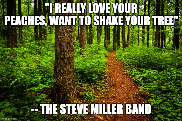 forest path | "I REALLY LOVE YOUR PEACHES, WANT TO SHAKE YOUR TREE"; -- THE STEVE MILLER BAND | image tagged in forest path | made w/ Imgflip meme maker