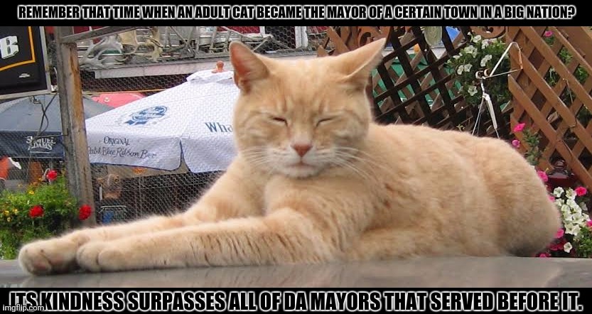 REMEMBER THAT TIME WHEN AN ADULT CAT BECAME THE MAYOR OF A CERTAIN TOWN IN A BIG NATION? ITS KINDNESS SURPASSES ALL OF DA MAYORS THAT SERVED BEFORE IT. | image tagged in memes,cat,mayor | made w/ Imgflip meme maker