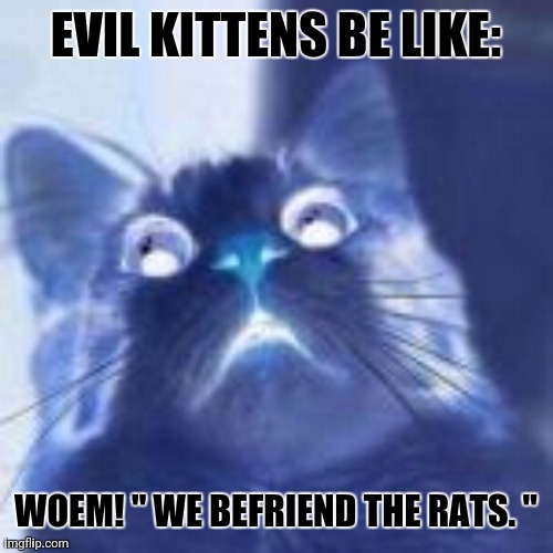 EVIL KITTENS BE LIKE:; WOEM! " WE BEFRIEND THE RATS. " | image tagged in memes,evil,kitty | made w/ Imgflip meme maker