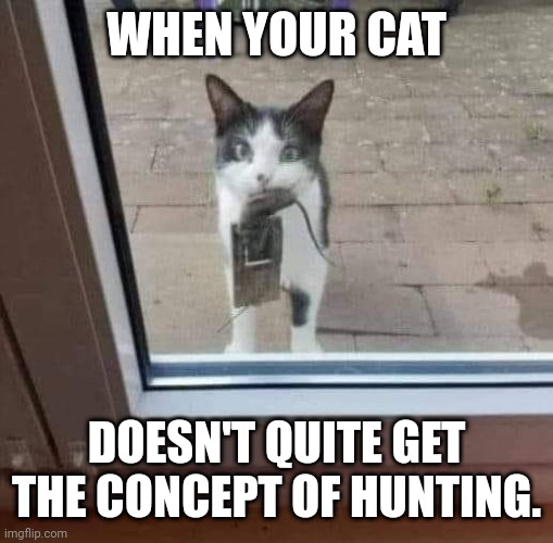 Cat mouse trap | WHEN YOUR CAT; DOESN'T QUITE GET THE CONCEPT OF HUNTING. | image tagged in cat,mouse | made w/ Imgflip meme maker
