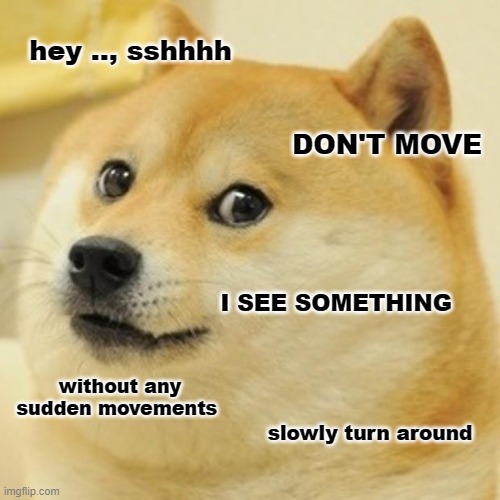 Behind You | hey .., sshhhh; DON'T MOVE; I SEE SOMETHING; without any sudden movements; slowly turn around | image tagged in memes,doge | made w/ Imgflip meme maker