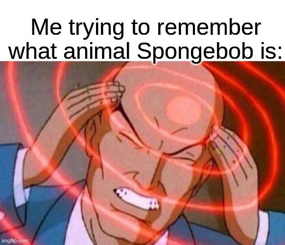 Anime guy brain waves | Me trying to remember what animal Spongebob is: | image tagged in anime guy brain waves | made w/ Imgflip meme maker
