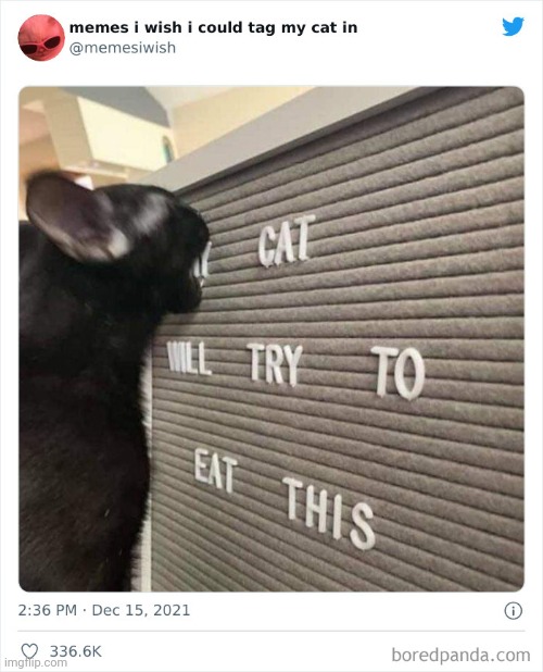 Nom nom nom | image tagged in cats | made w/ Imgflip meme maker