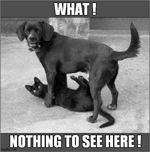 Suspicious Behaviour ! | WHAT ! NOTHING TO SEE HERE ! | image tagged in cats,dogs,suspicious | made w/ Imgflip meme maker