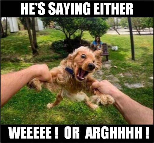 Spinning A Dog Around ! | HE'S SAYING EITHER; WEEEEE !  OR  ARGHHHH ! | image tagged in dogs,spinning | made w/ Imgflip meme maker