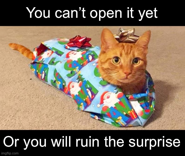 Honey, have you seen the cat? | You can’t open it yet; Or you will ruin the surprise | image tagged in funny memes,funny cat memes,christmas | made w/ Imgflip meme maker
