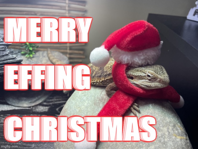 merry effing christmas | MERRY; EFFING; CHRISTMAS | image tagged in merry christmas,bearded dragon,santa hat,beardie,beardy | made w/ Imgflip meme maker