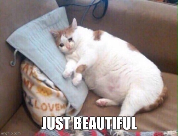 Crying cat | JUST BEAUTIFUL | image tagged in crying cat | made w/ Imgflip meme maker
