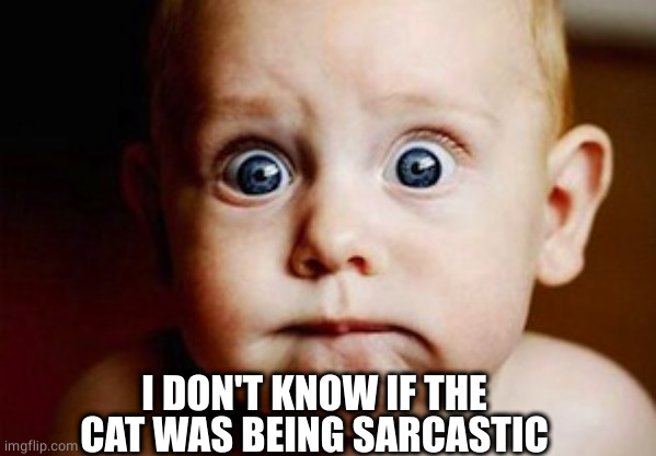 Scared Face | I DON'T KNOW IF THE CAT WAS BEING SARCASTIC | image tagged in scared face | made w/ Imgflip meme maker